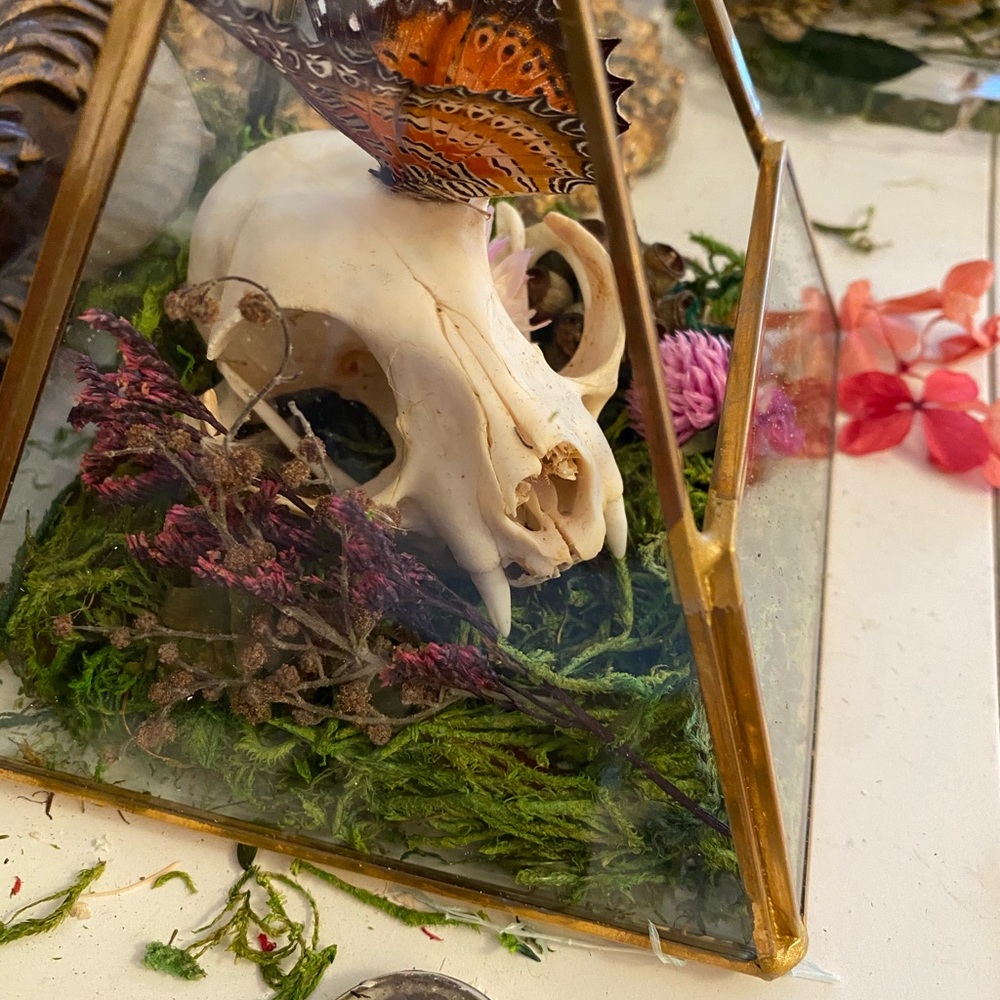 🐈‍⬛ 🦋 ☠️ in Triangular Terrarium - Picture 3 of 6
